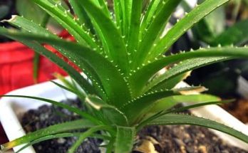 Aloe Vera ültetése, gondozása, szaporítása, betegségei