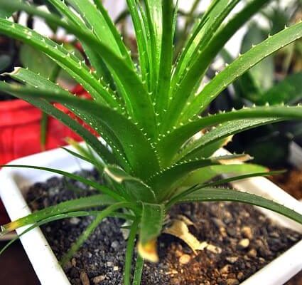Aloe Vera ültetése, gondozása, szaporítása, betegségei