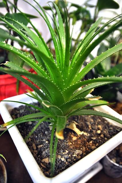 Aloe Vera ültetése, gondozása, szaporítása, betegségei Könnyen kezelhető, igénytelen szobanövények