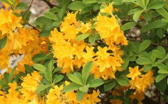 Azálea (Rhododendron-simsii) ültetése, gondozása, szaporítása, betegségei