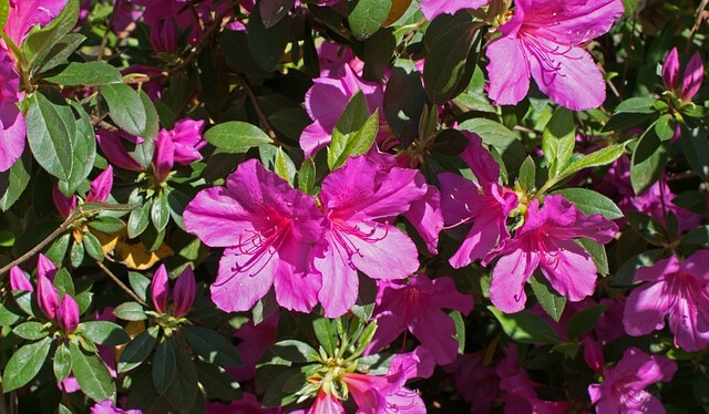 Azálea (Rhododendron-simsii) ültetése, gondozása, szaporítása, betegségei