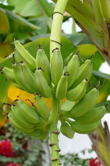 Banánfa (Musa basjoo) ültetése, gondozása, szaporítása, betegségei