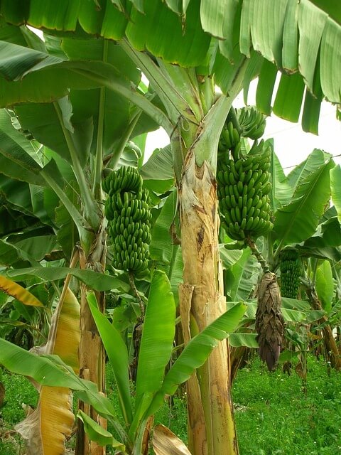 Banánfa (Musa basjoo) ültetése, gondozása, szaporítása, betegségei