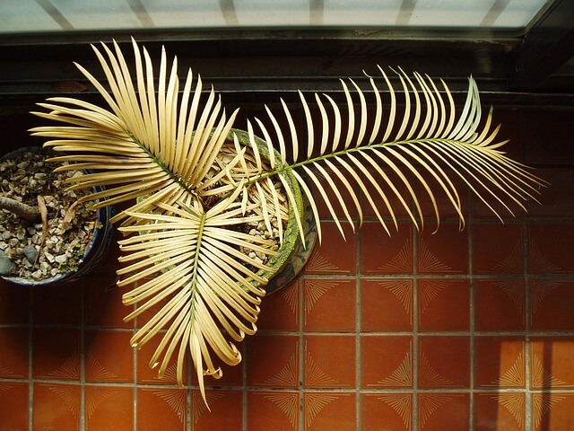 Japán Cikász pálma (Cycas revoluta) ültetése, gondozása, szaporítása, betegségei