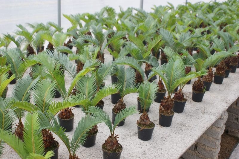 Japán Cikász pálma (Cycas revoluta) ültetése, gondozása, szaporítása, betegségei