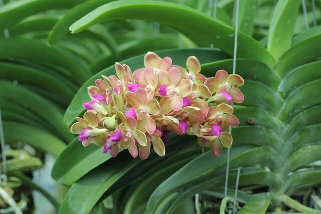 Dendrobium orchidea ültetése, gondozása, szaporítása, betegségei