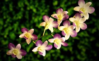 Dendrobium orchidea ültetése, gondozása, szaporítása, betegségei