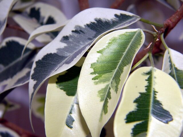 Szobafikusz (Ficus elastica) ültetése, gondozása, szaporítása, betegségei