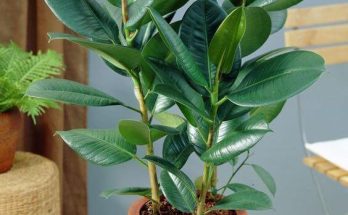 Szobafikusz (Ficus elastica) ültetése, gondozása, szaporítása, betegségei