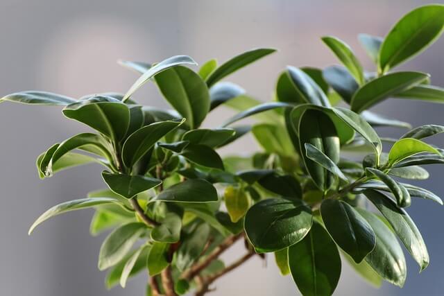 Szobafikusz (Ficus elastica) ültetése, gondozása, szaporítása, betegségei Mérgező szobanövények: Vigyázz a zöld díszekre!