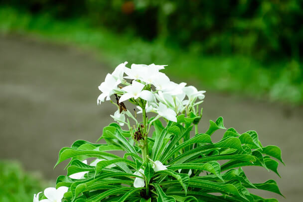 Gardénia (Gardenia jasminoides) ültetése, gondozása, szaporítása, betegségei