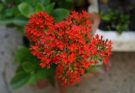 Korallvirág (Kalanchoë blossfeldiana) ültetése, gondozása, szaporítása, betegségei