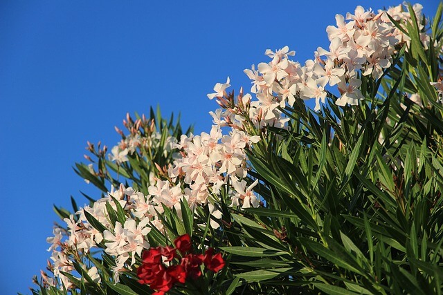 Leander (Nerium oleander) ültetése, gondozása, szaporítása, betegségei