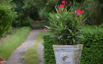 Leander (Nerium oleander) ültetése, gondozása, szaporítása, betegségei