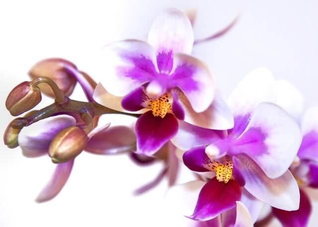 Lepkeorchidea (Phalaenopsis) ültetése, gondozása, szaporítása, betegségei