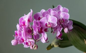 Lepkeorchidea (Phalaenopsis) ültetése, gondozása, szaporítása, betegségei