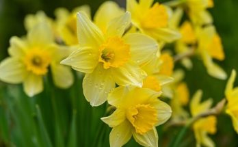 Nárcisz (Narcissus) ültetése, gondozása, szaporítása, betegségei