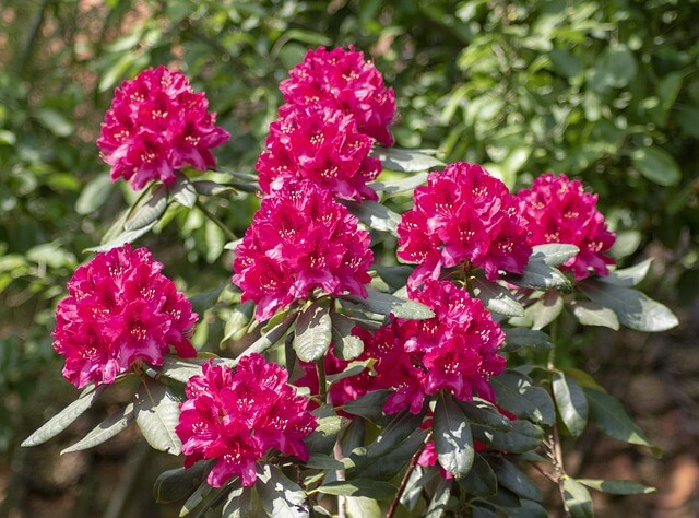 Rododendron ültetése, gondozása, szaporítása, betegségei