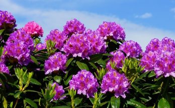 Rododendron ültetése, gondozása, szaporítása, betegségei
