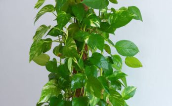 Szoba futóka (Epipremnum aureum) ültetése, gondozása, szaporítása, betegségei