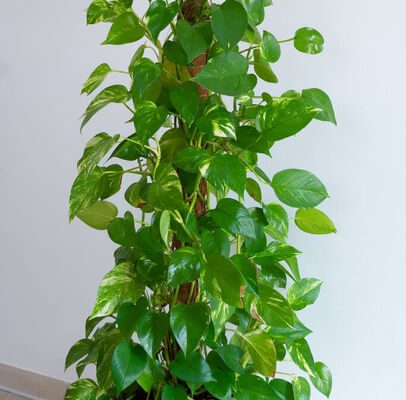 Szoba futóka (Epipremnum aureum) ültetése, gondozása, szaporítása, betegségei