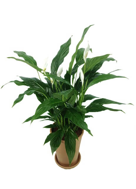 Vitorlavirág (Spathiphyllum) ültetése, gondozása, szaporítása, betegségei