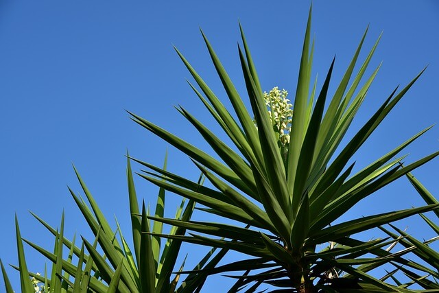 Pálmaliliom (Yucca filamentosa) ültetése, gondozása, szaporítása, betegségei
