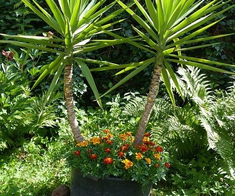 Pálmaliliom (Yucca filamentosa) ültetése, gondozása, szaporítása, betegségei