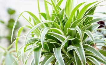 A zöldike (Chlorophytum comocum) ültetése, gondozása, szaporítása, betegségei