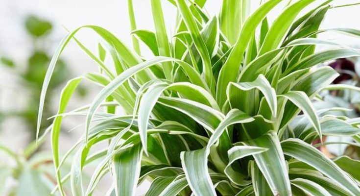 A zöldike (Chlorophytum comocum) ültetése, gondozása, szaporítása, betegségei