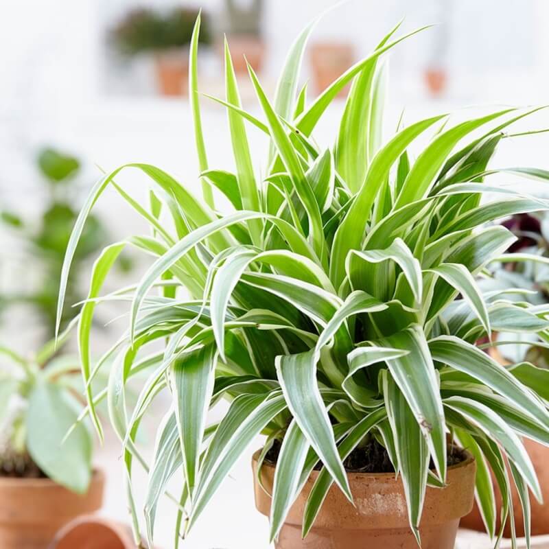 A zöldike (Chlorophytum comocum): Könnyen kezelhető, igénytelen szobanövények