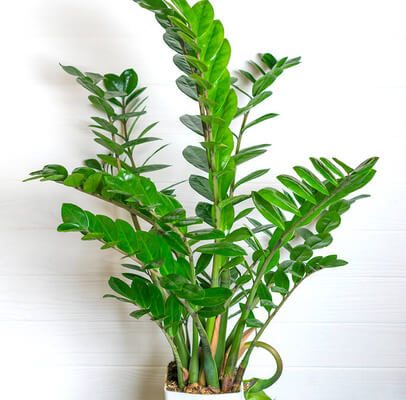 Agglegénypálma (Zamioculcas zamiifolia) ültetése, gondozása, szaporítása, betegségei
