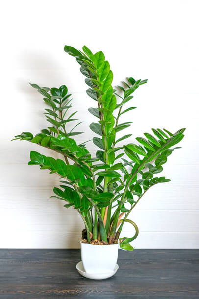 Agglegénypálma (Zamioculcas zamiifolia) ültetése, gondozása, szaporítása, betegségei