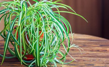 Csokrosinda (Chlorophytum comosum) ültetése, gondozása, szaporítása, betegségei