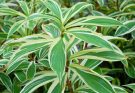 Illatos Sárkányfa (Dracaena fragrans) ültetése, gondozása, szaporítása, betegségei