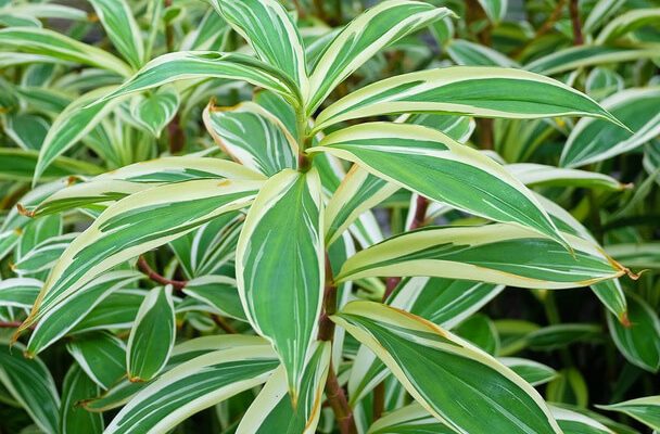 Illatos Sárkányfa (Dracaena fragrans) ültetése, gondozása, szaporítása, betegségei