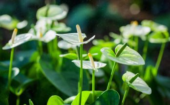 A flamingóvirág (Anthurium) ültetése, gondozása, szaporítása, betegségei