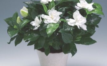 A gardénia (Gardenia jasminoides) ültetése, gondozása, szaporítása, betegségei