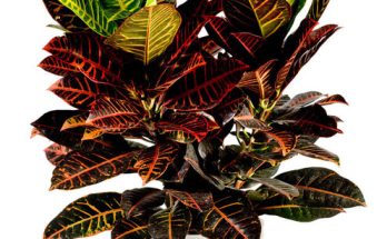 Kroton (Codiaeum variegatum) ültetése, gondozása, szaporítása, betegségei