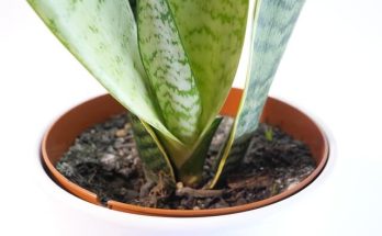 Anyósnyelv (Sansevieria) ültetése, gondozása, szaporítása, betegségei