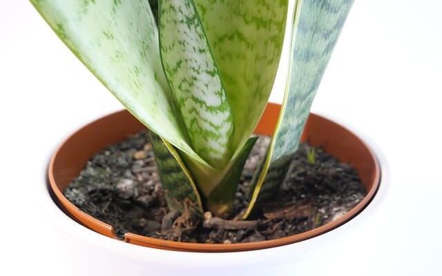 Anyósnyelv (Sansevieria) ültetése, gondozása, szaporítása, betegségei