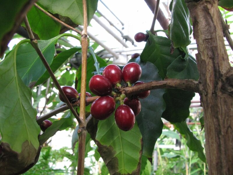 Kávécserje (Coffea arabica) ültetése, gondozása, szaporítása, betegségei