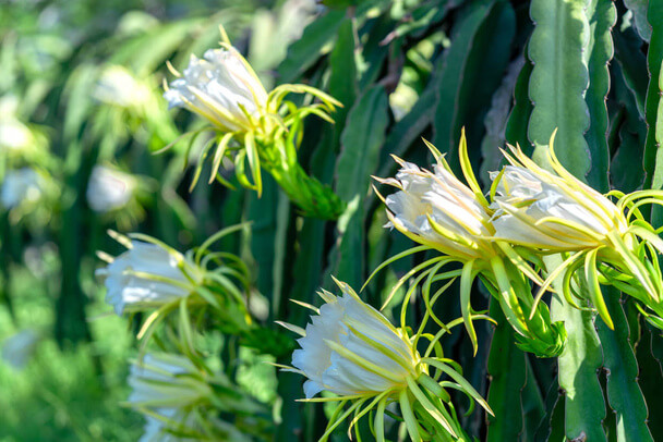 Levélkaktusz (Epiphyllum) ültetése, gondozása, szaporítása, betegségei