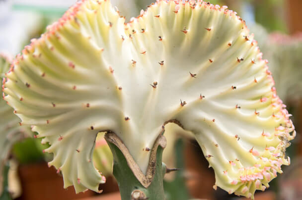 Sövénykutyatej (Euphorbia lactea) ültetése, gondozása, szaporítása, betegségei