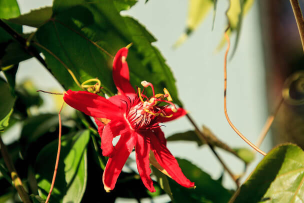 A golgotavirág (Passiflora) ültetése, gondozása, szaporítása, betegségei