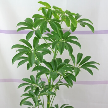 Sugárarália (Schefflera arboricola) ültetése, gondozása, szaporítása, betegségei