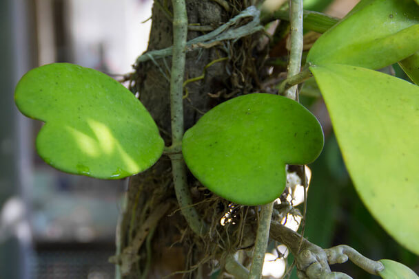 Viaszvirág (Hoya) ültetése, gondozása, szaporítása, betegségei