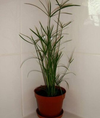 Vízipálma (Cyperus alternifolius) ültetése, gondozása, szaporítása, betegségei