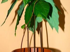 Az avokádó (Persea americana) ültetése, gondozása, szaporítása, betegségei
