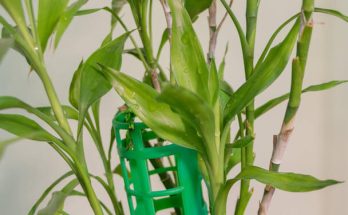 Szerencsebambusz (Dracaena sanderiana) ültetése, gondozása, szaporítása, betegségei